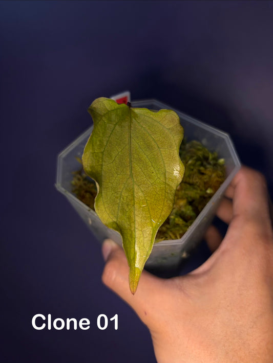 Anthurium papillilaminum ‘Ralph Lynam’ × self (selected #4)