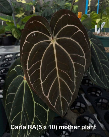 Anthurium ‘Carlablackiae’ (RA5×RA10) × self