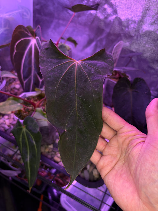 Anthurium papillilaminum ‘Ralph Lynam’ × self (selected #4)
