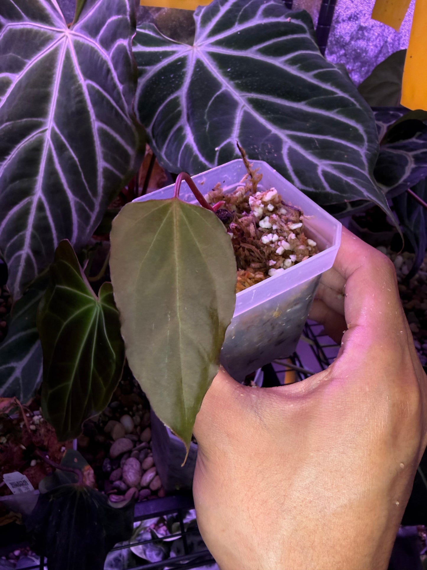 Anthurium Blue Papillilaminum × Indo Portillae (selected)