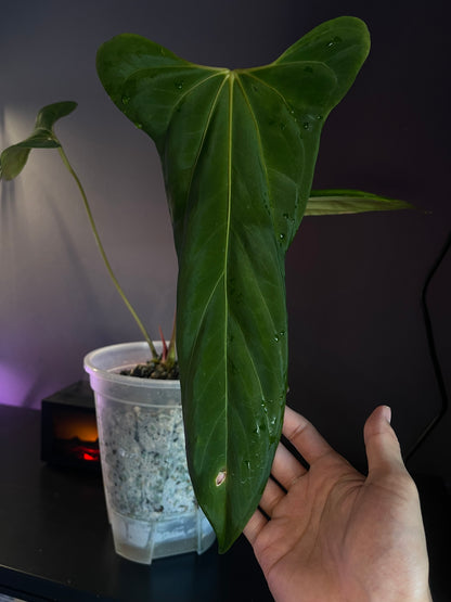 Anthurium ‘Black Sweet’ × papillilaminum ‘Fort Sherman’ (selected)