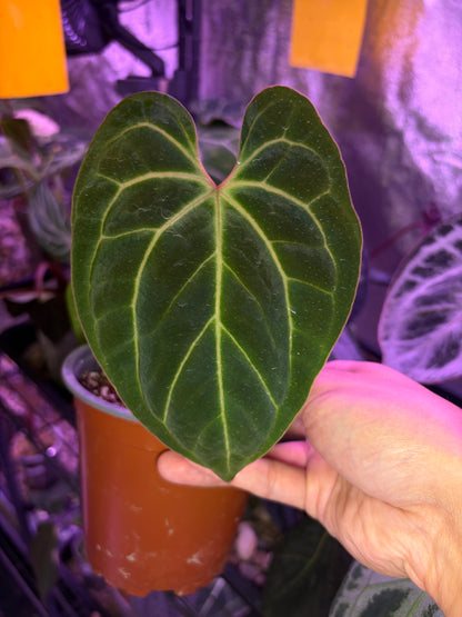 Anthurium besseae aff.