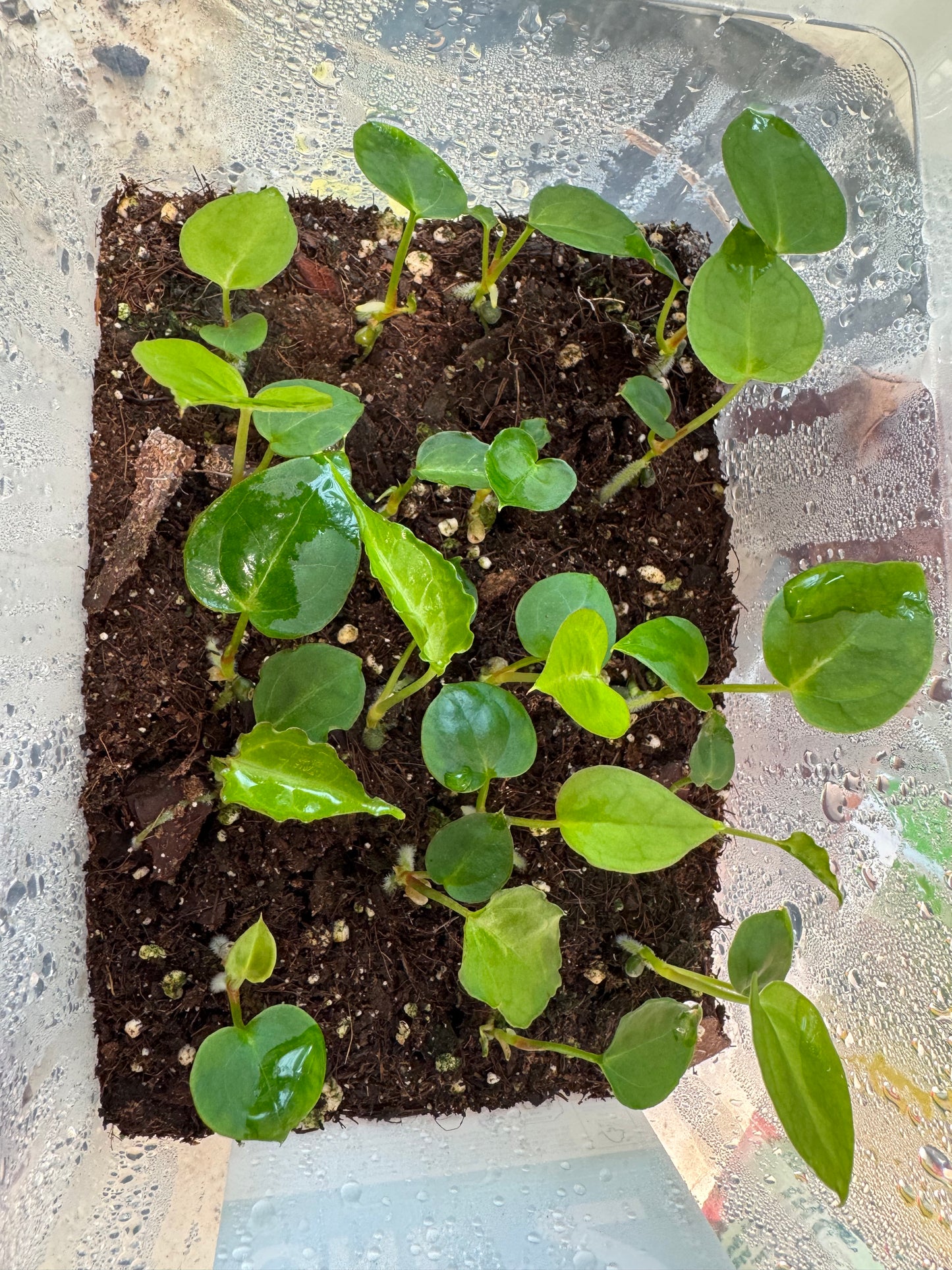 Seedling: 'Big foot' S1 × ‘Silver boogie’