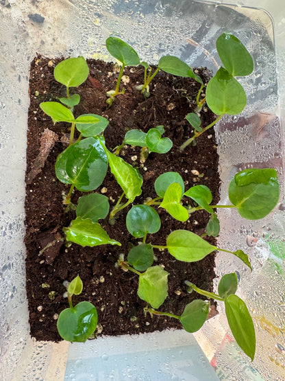 Seedling: 'Big foot' S1 × ‘Silver boogie’