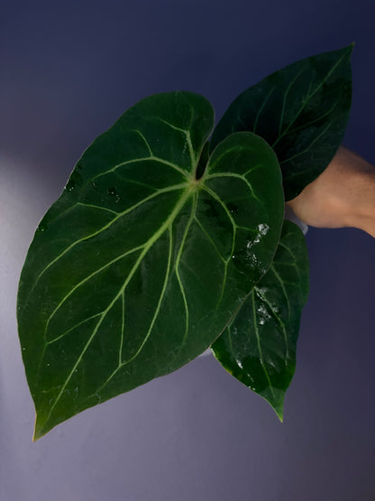 Anthurium King of Spades (KOS) HU ‘Chocolate’