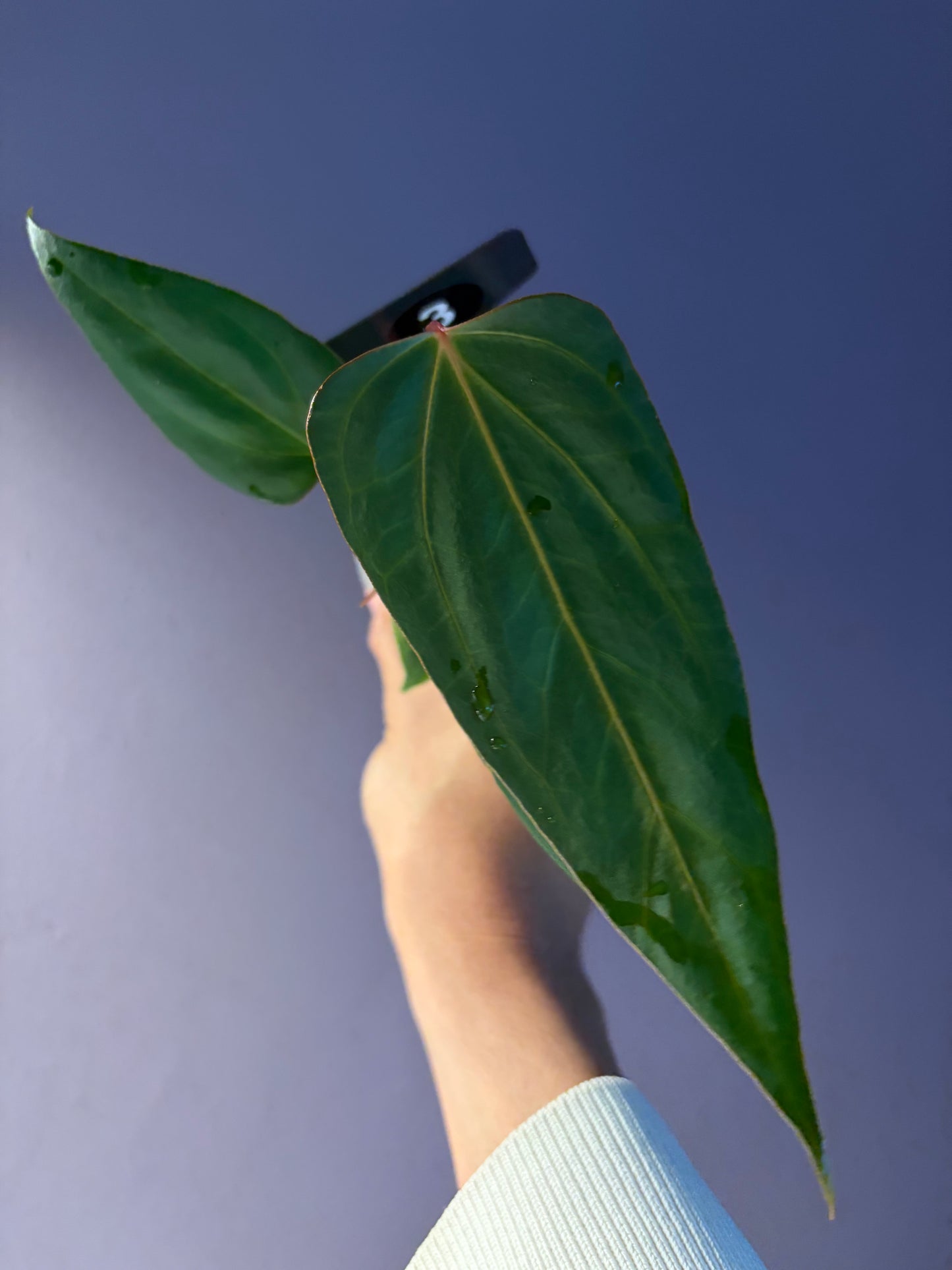 Anthurium Black Sweet x Indo Portillae (selected)