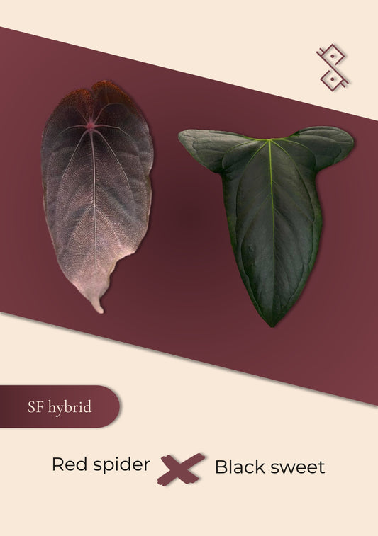 Seedling: Red spider × Black sweet