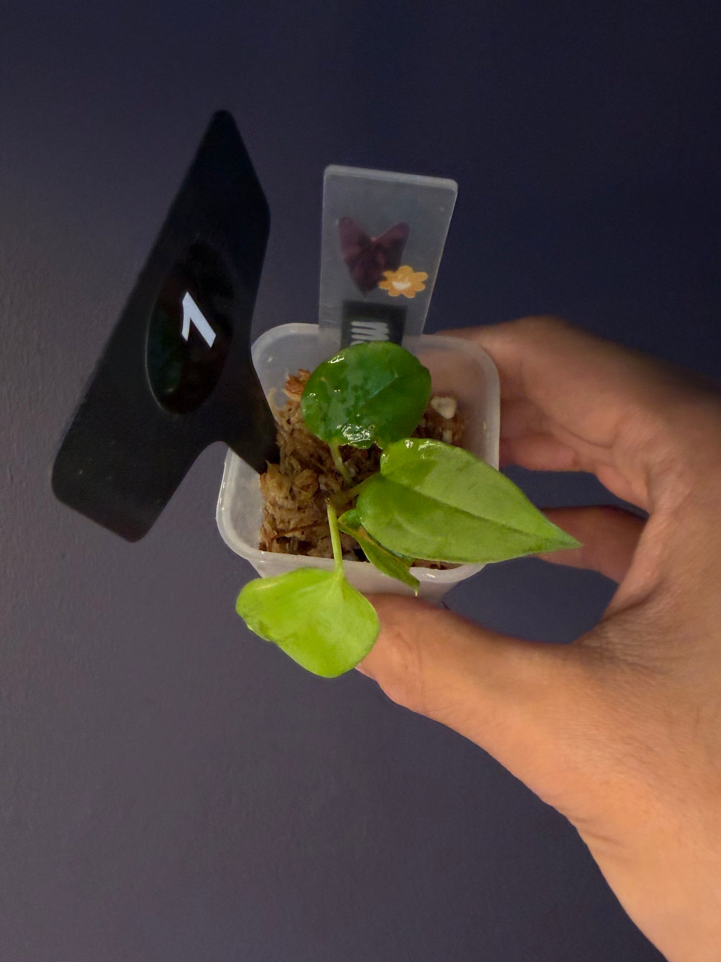 Anthurium subsignatum velvet × papillilaminum ‘Ralph Lynam’