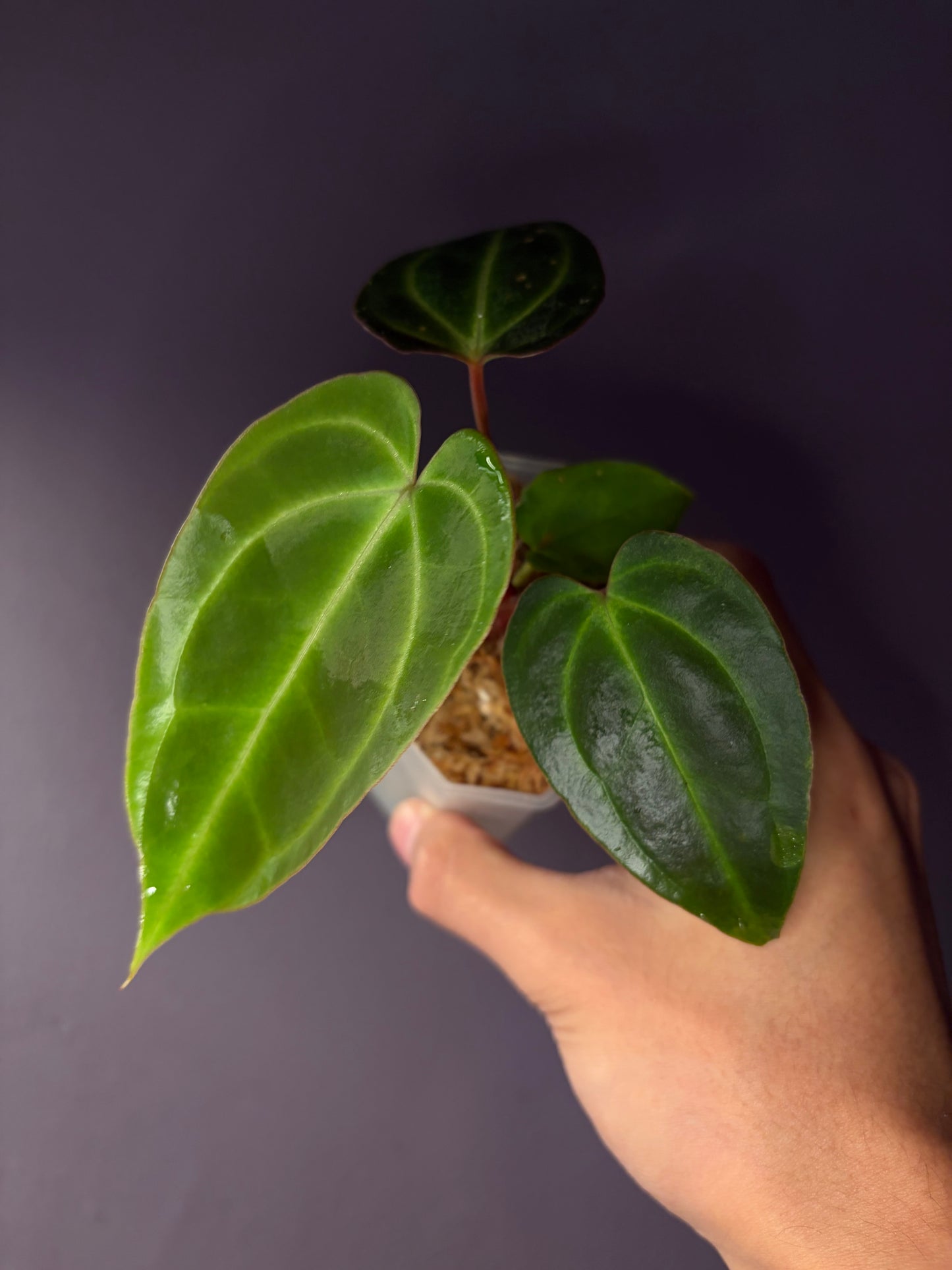 Anthurium besseae aff. (minimal vein selected #1)