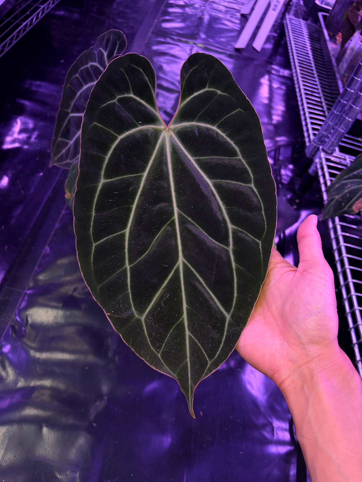 Anthurium besseae aff. - mother plant