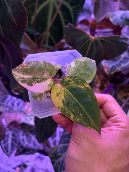 Anthurium papillilaminum var. × (‘Red Crystallinum’ [Tezula] × ‘Zara’)
