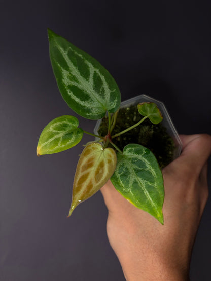 Anthurium ‘Silver Butterfly’