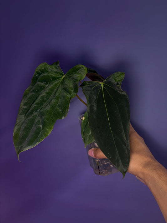 Anthurium Papillilaminum 'Ralph Lynam' × 'Fort Sherman' (RL × FS) (from Dwane)