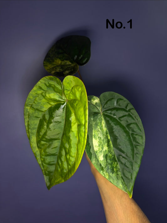 Anthurium papillilaminum var. × luxurians