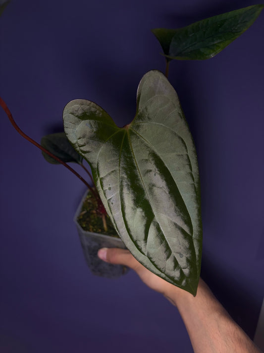 Anthurium Sp Napo × ‘Red Vein Dark Phoenix (RVDP)’