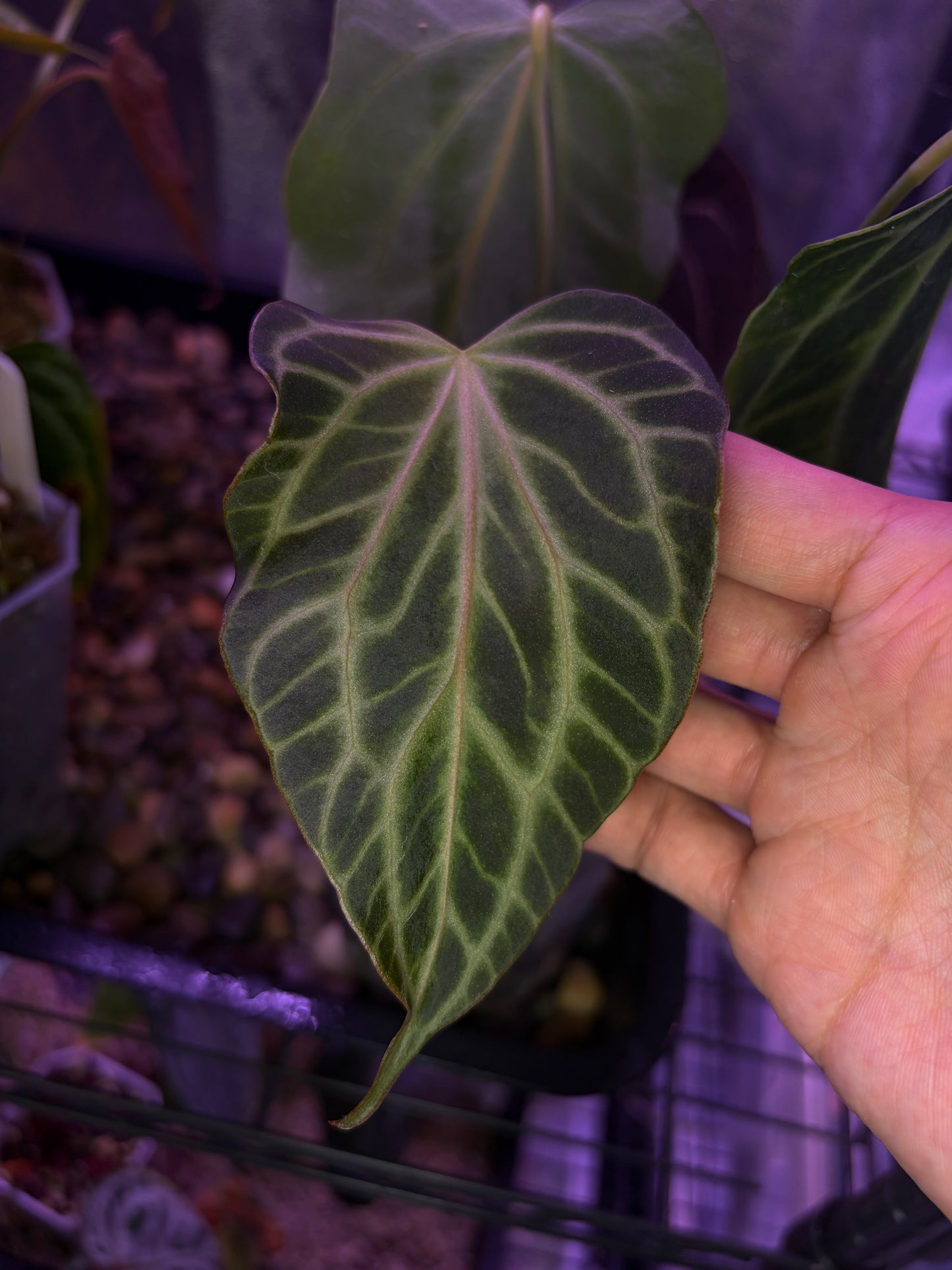 Anthurium clarinervium (mutated) #3