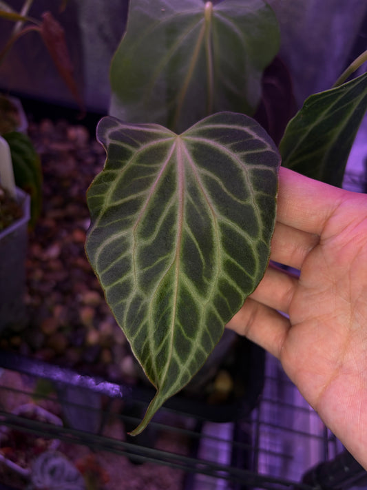 Anthurium clarinervium (mutated) #3