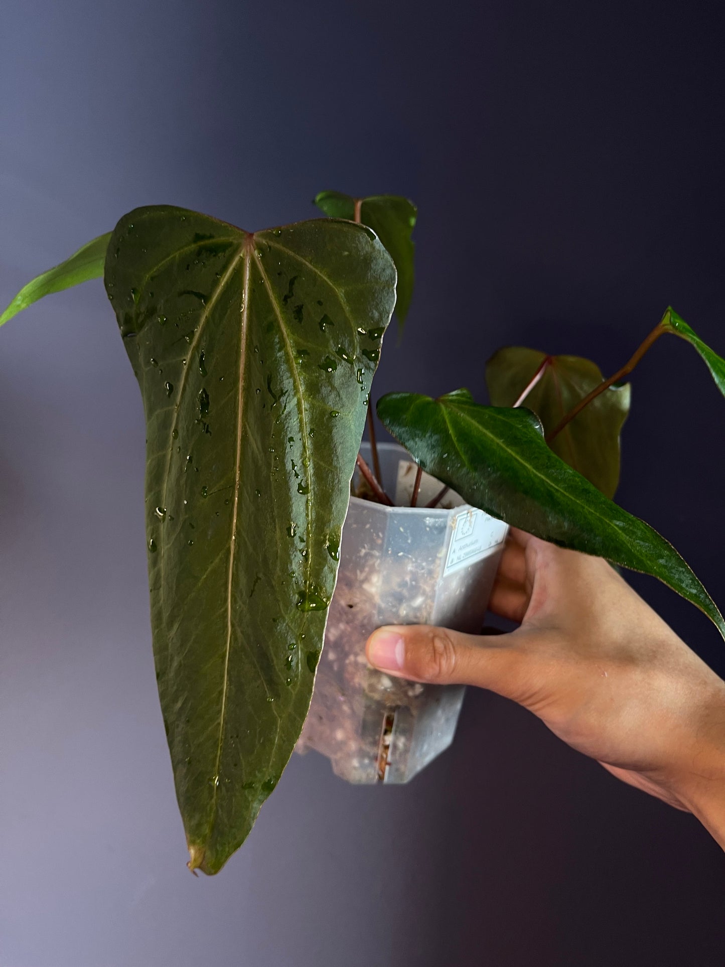 Anthurium Black Sweet x Indo Portillae (selected)