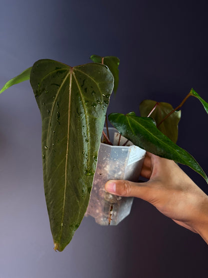 Anthurium Black Sweet x Indo Portillae (selected)