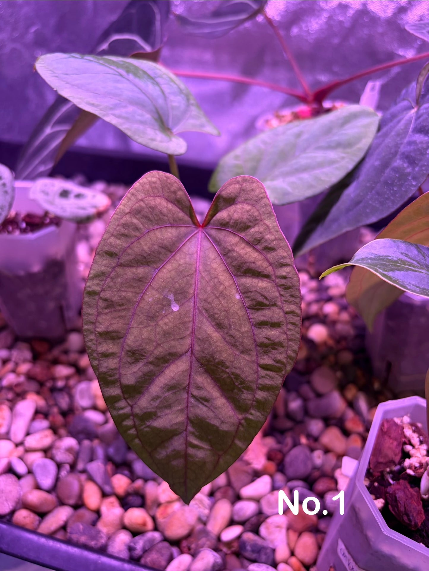 Anthurium ‘Red Vein Dark Phoenix’ × kunayalense