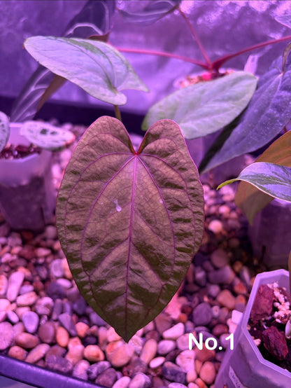 Anthurium ‘Red Vein Dark Phoenix’ × kunayalense
