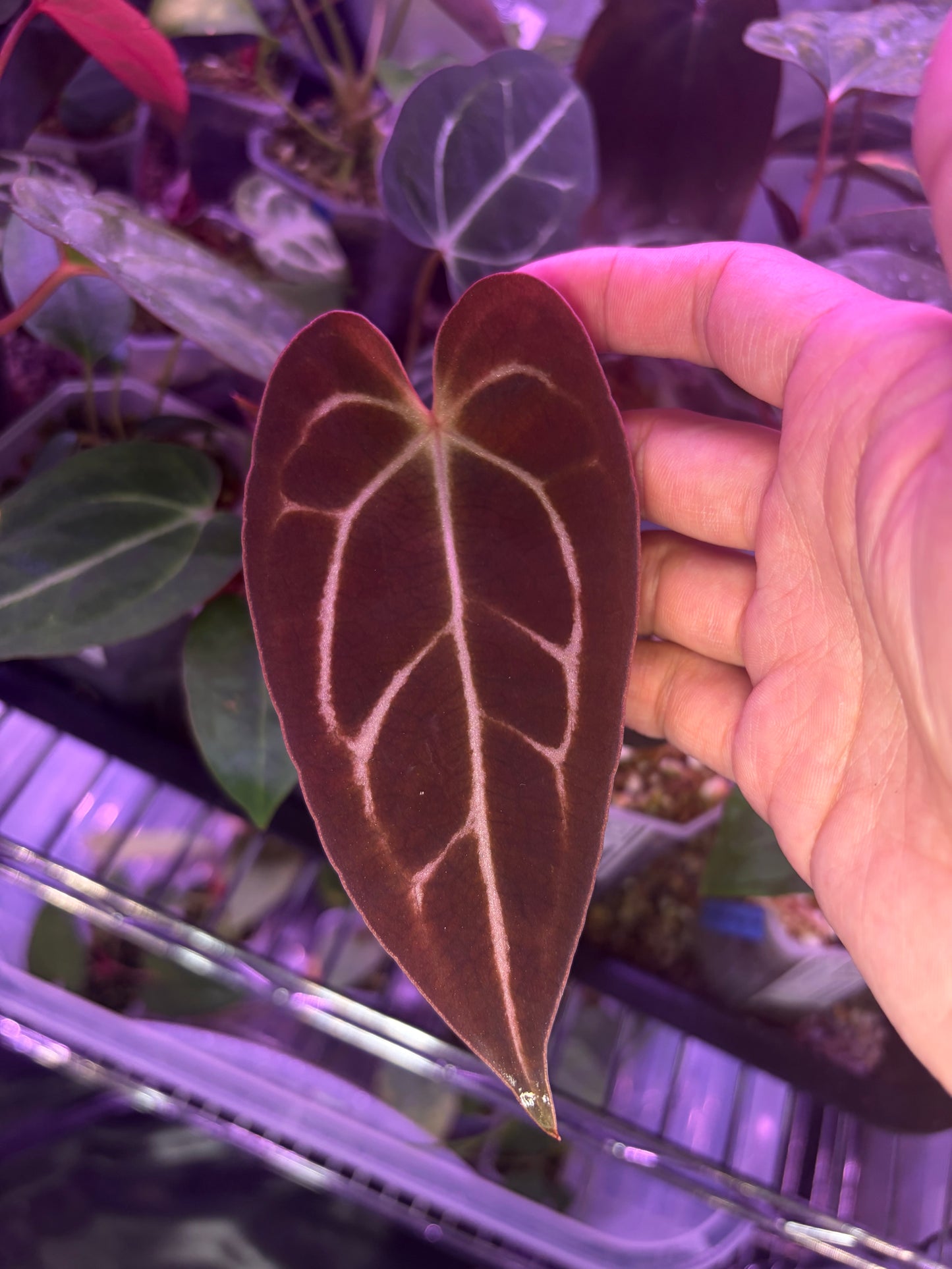 Anthurium Forgetii × Carlablackiae