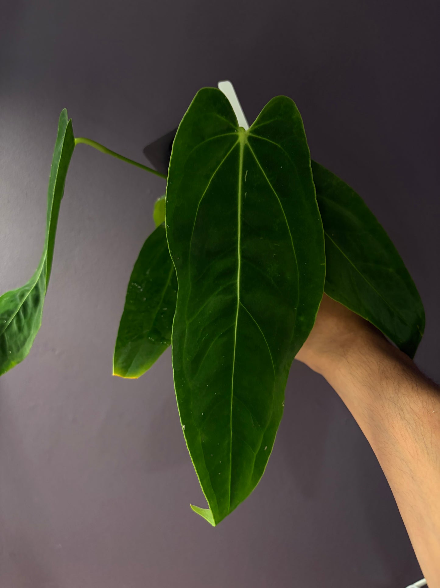 Anthurium warocqueanum × papillilaminum ‘Ralph Lynam’