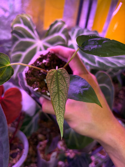Anthurium ‘Nagini’ - clone