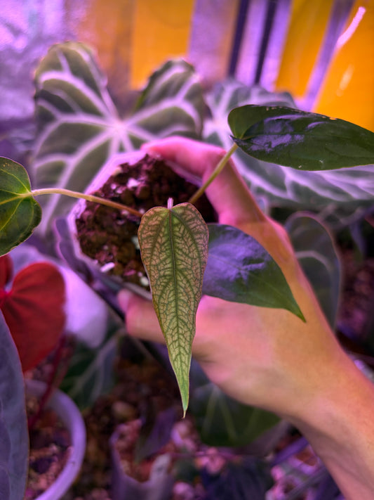 Anthurium ‘Nagini’ - clone