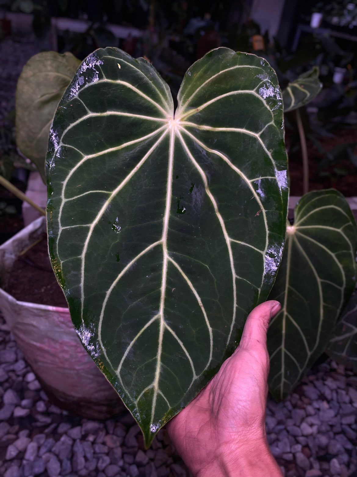 Anthurium ‘White Widow/Jackie’