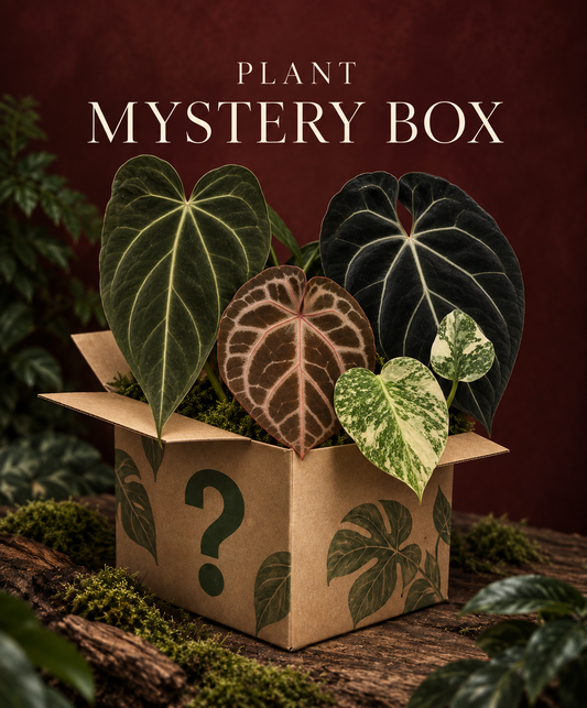 Plant mystery box