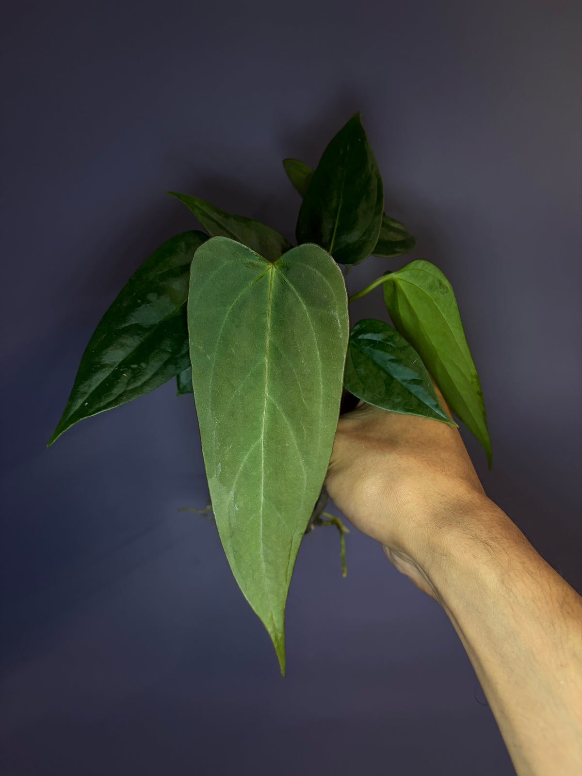 Anthurium portillae ‘NSE’ × ‘Indo portillae’
