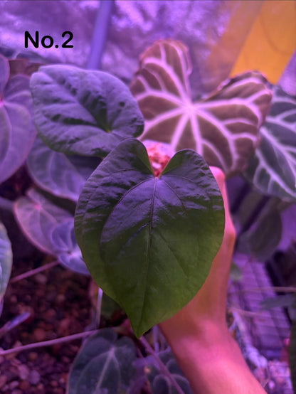Anthurium ‘Red Vein Dark Phoenix’ × kunayalense