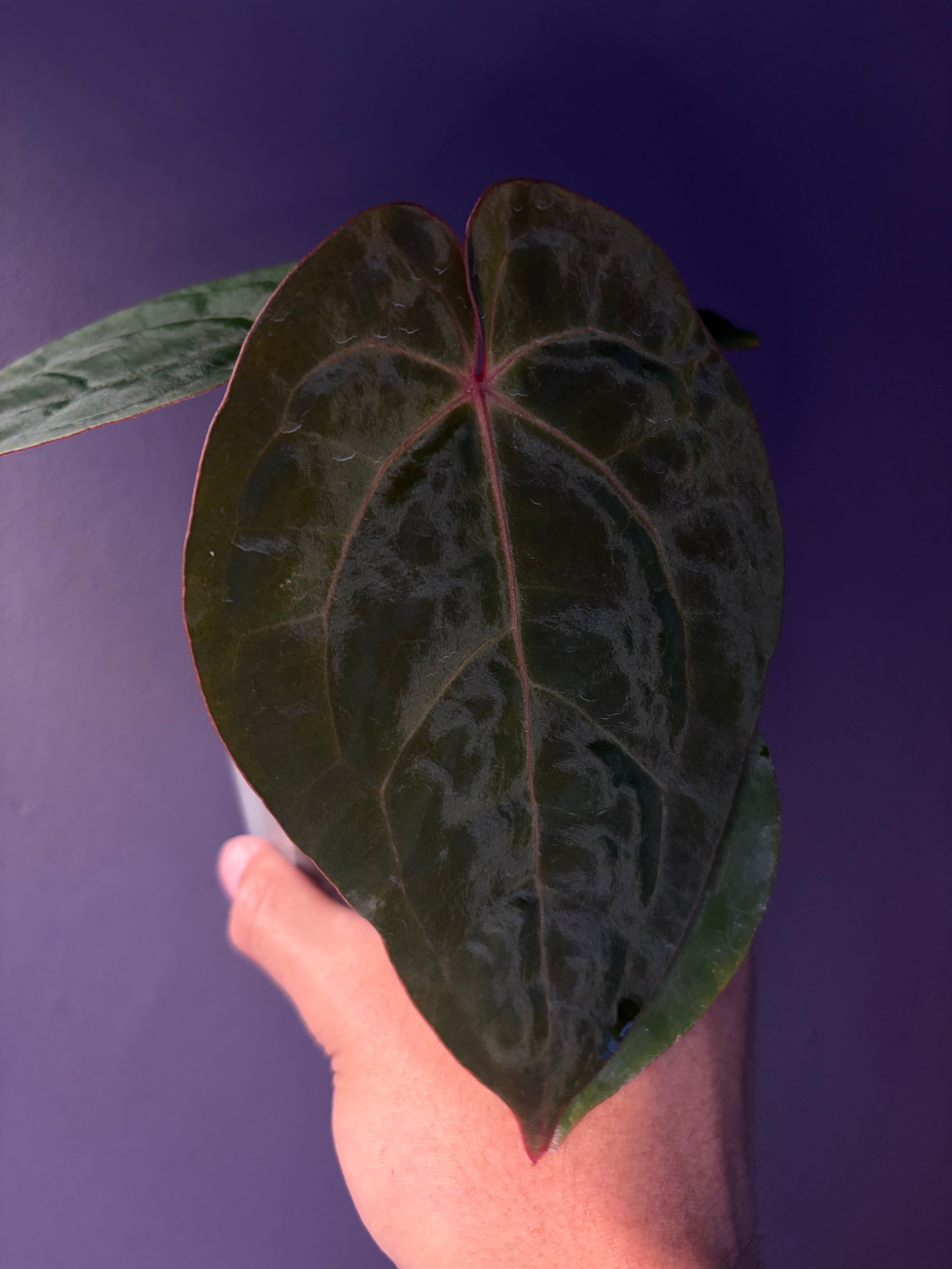 Anthurium hoffmannii 'Bloodmoon' – Secret Foliage