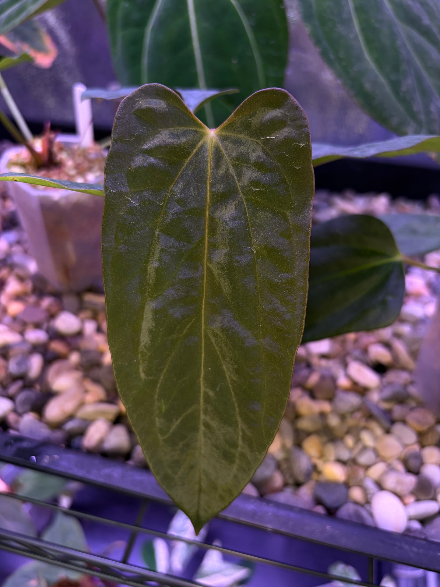 Anthurium (‘Papi Ree Gardens’ × ‘Eastern Dressleri’) × papillilaminum (FS×RL) (JV)