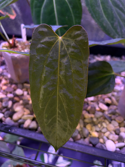 Anthurium (‘Papi Ree Gardens’ × ‘Eastern Dressleri’) × papillilaminum (FS×RL) (JV)