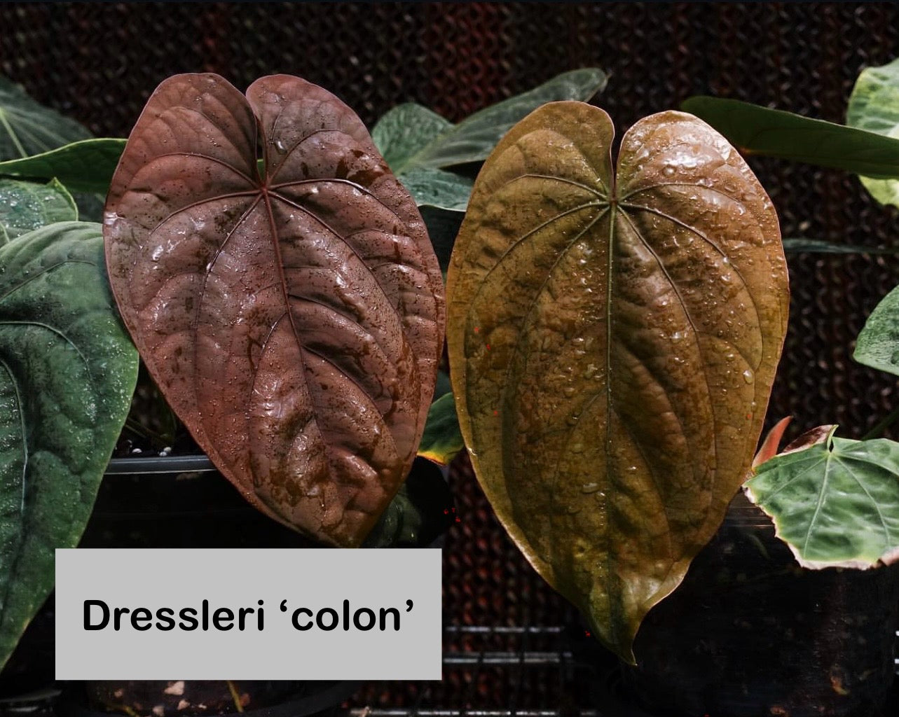 anthurium dressleri rg dressleri 'colon' × dressleri RG – Secret Foliage