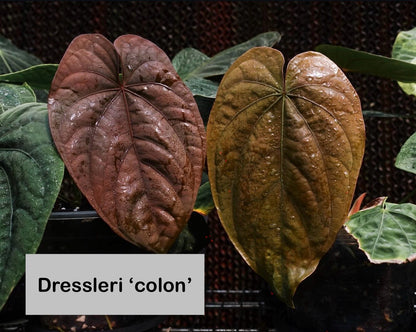 dressleri ‘colon’ × dressleri RG