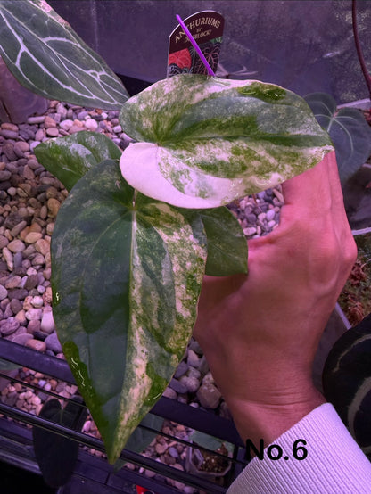 Anthurium papillilaminum var. × ‘BVEP’ [Tezula]