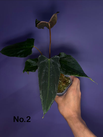 Anthurium Papillilaminum FSxRL 'Grim Reaper' S1 RD8