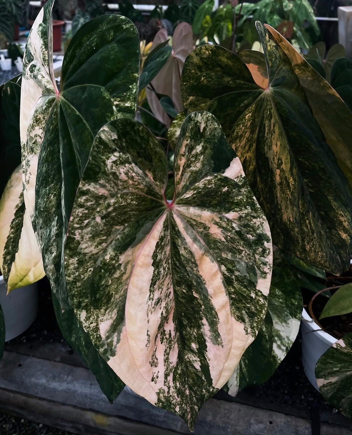Anthurium ‘Red Vein Dark Phoenix (RVDP)’ variegata — Siam Flora clone