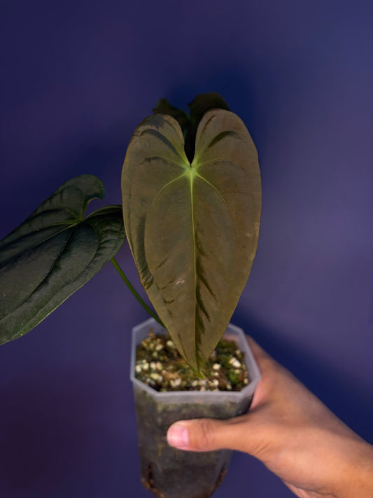 Anthurium papillilaminum RA6 - clone