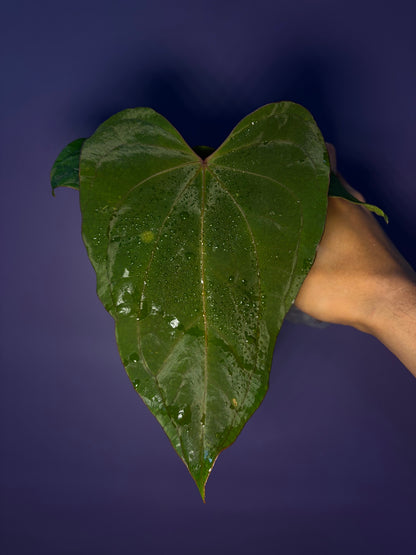 Anthurium kunayalense ×  ‘Red Vein Dark Phoenix’ - selected