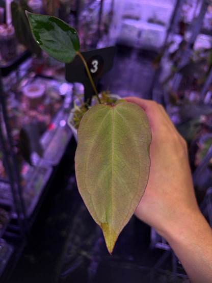 Anthurium rioclarense wild hybrid × Pap ‘RL × FS’ ‘Rouge’