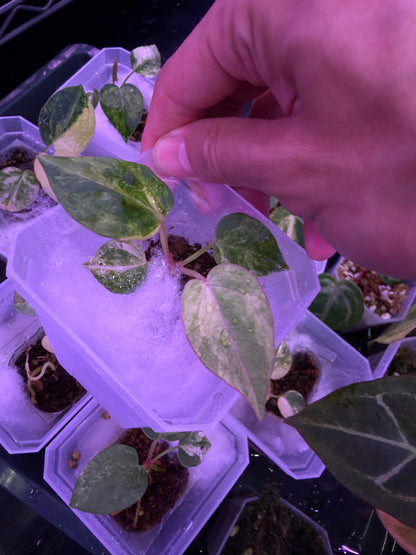 Anthurium papillilaminum var. × (‘Red Crystallinum’ [Tezula] × ‘Zara’)