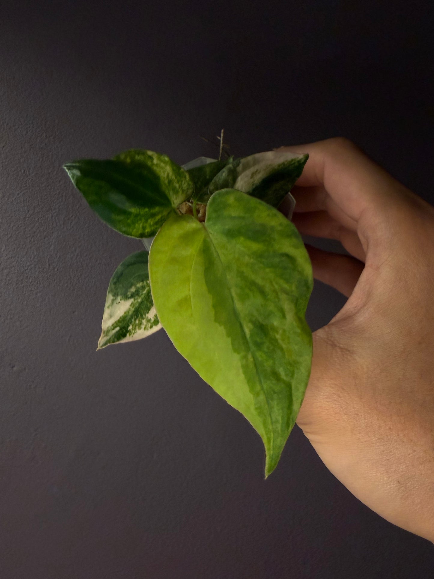 Anthurium forgetii ‘Australia’ var. × ‘Ace of Spades’ (dark form)