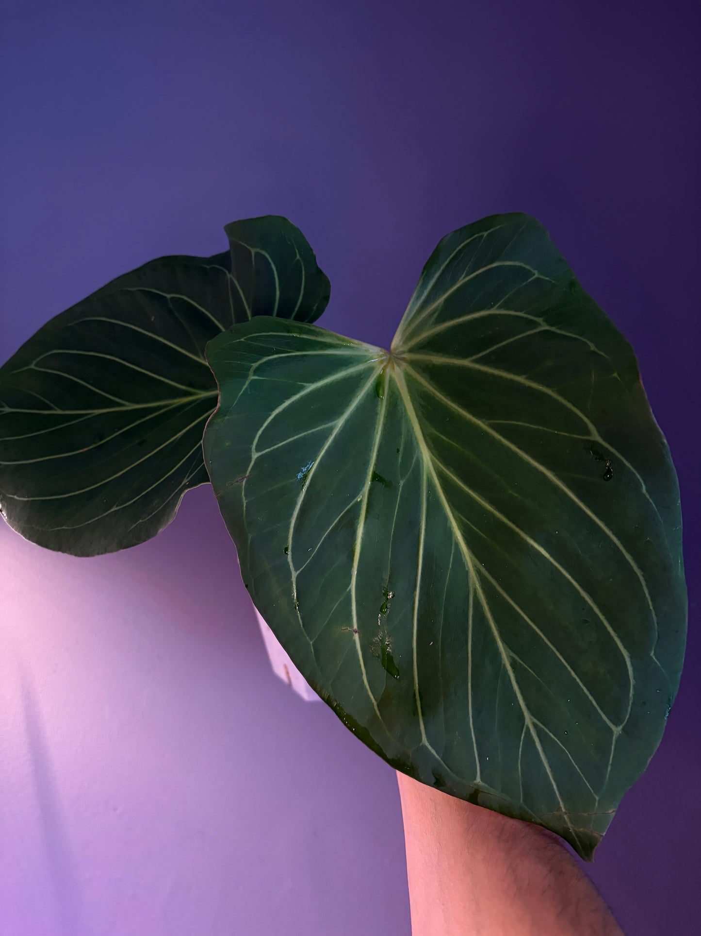 Anthurium King of Spades (HU) 'butterfly’ #2 - mother plant