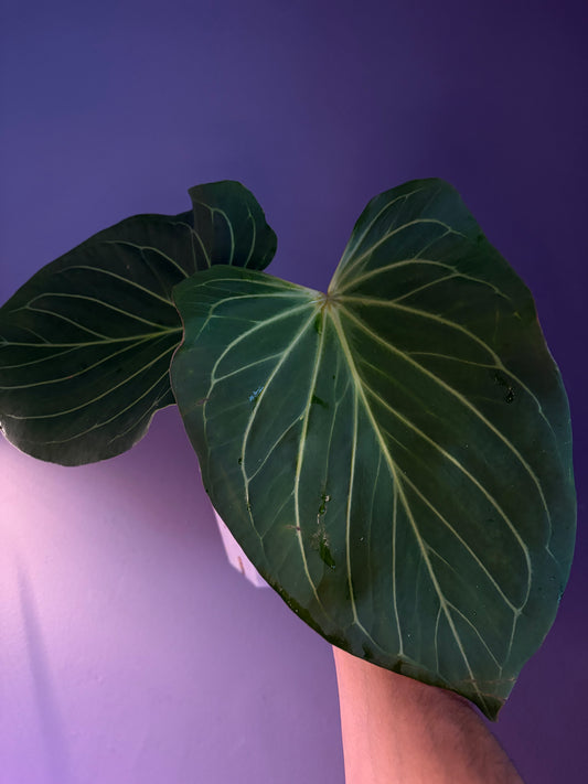 Anthurium King of Spades (HU) 'butterfly’ #2 - mother plant