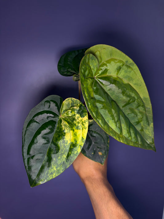 Anthurium papillilaminum var. × luxurians