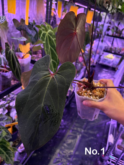 Anthurium Papillilaminum (‘X-one’ × ‘Hulk Naomi’) mutated